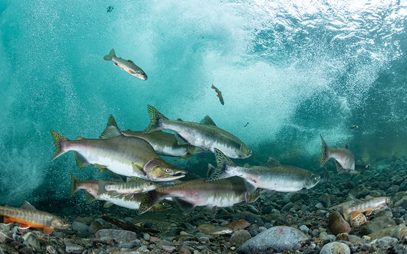 Forskarskola Karlstad 2026