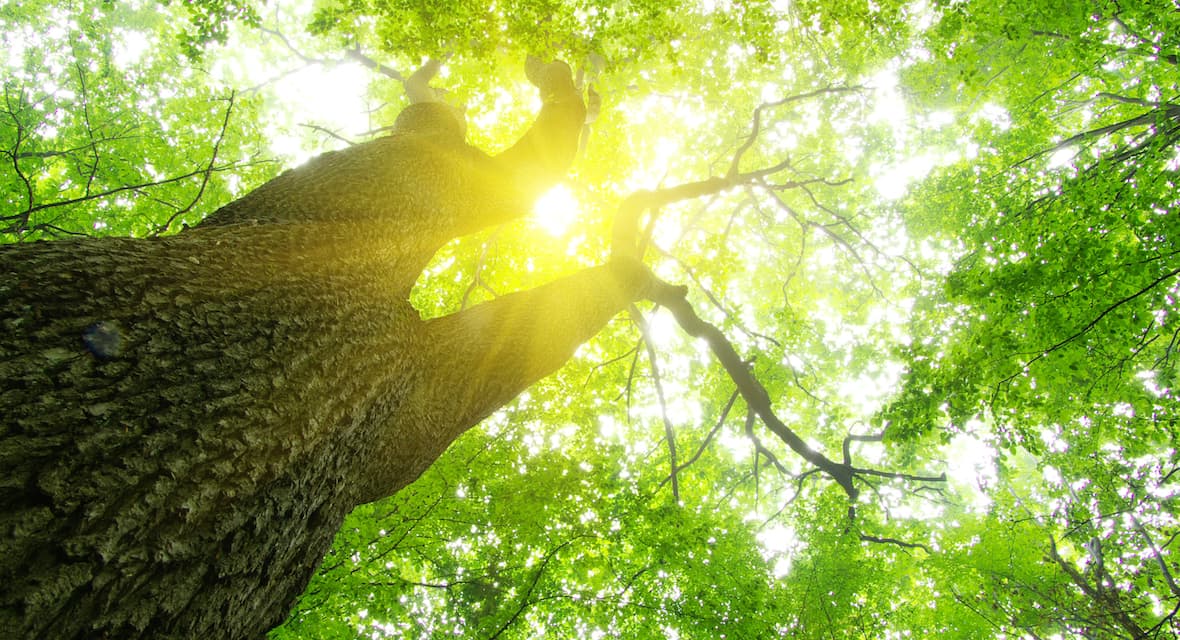 Elektriska och magnetiska fält.jpg