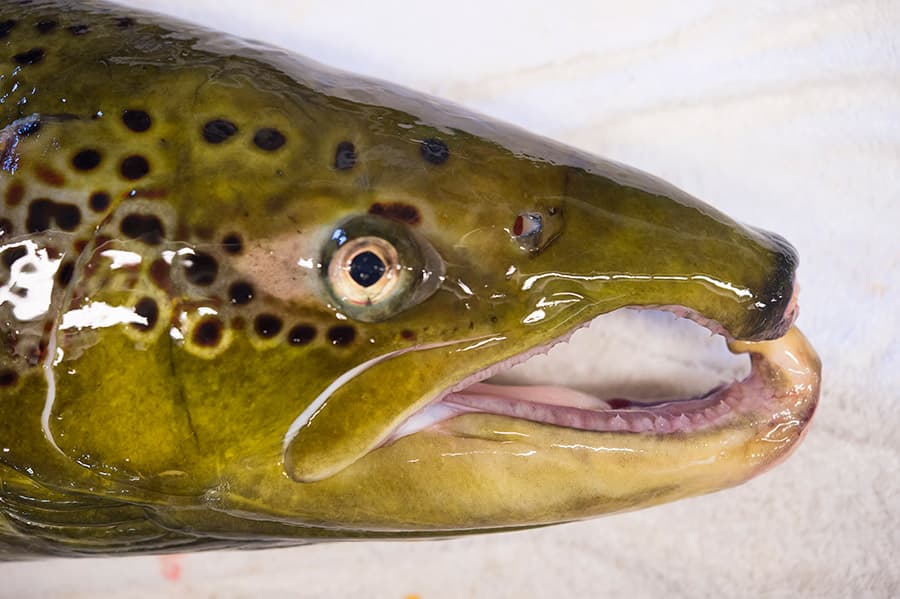 Gammalkroppa fiskodling