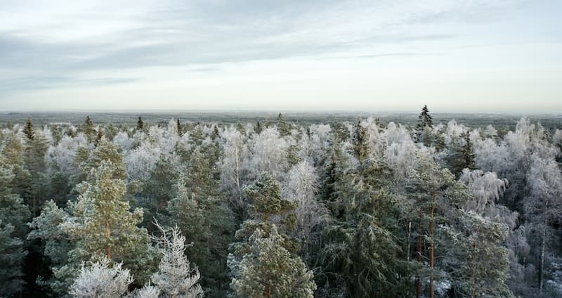 Resurs och klimateff skogsindustri