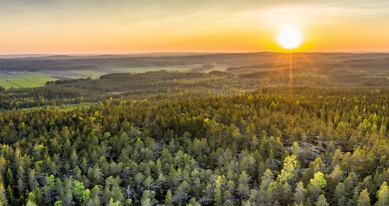 Konkurrensen om den svenska skogsråvaran